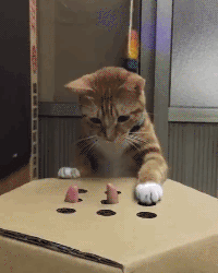 Cat playing whack-a-mole